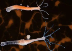 研究人员在白天活跃的动物中模拟生物钟神经元
