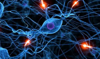 研究揭示了蛋白质对神经元异质性的关键贡献