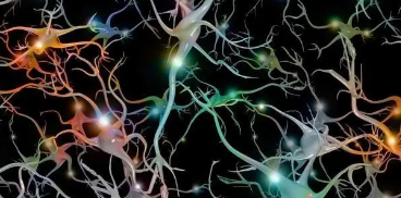 揭示神经元记忆存储的隐藏细胞物流
