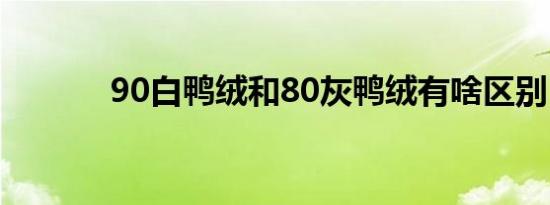 90白鸭绒和80灰鸭绒有啥区别