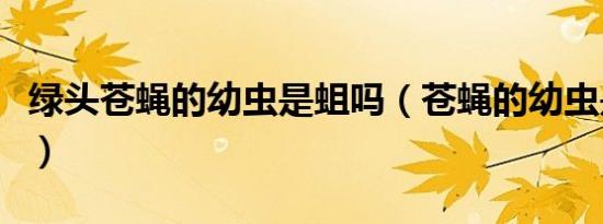 绿头苍蝇的幼虫是蛆吗（苍蝇的幼虫是不是蛆）