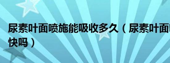 尿素叶面喷施能吸收多久（尿素叶面喷施变绿快吗）