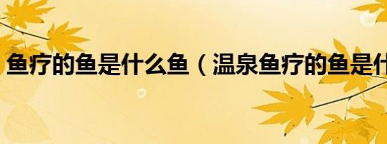 鱼疗的鱼是什么鱼（温泉鱼疗的鱼是什么鱼）
