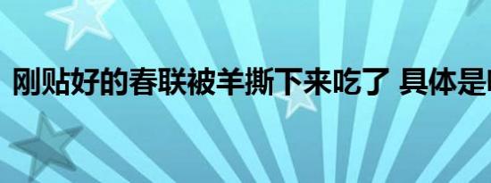 刚贴好的春联被羊撕下来吃了 具体是啥情况