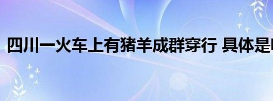 四川一火车上有猪羊成群穿行 具体是啥情况