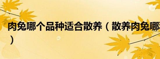肉兔哪个品种适合散养（散养肉兔哪种品种好）