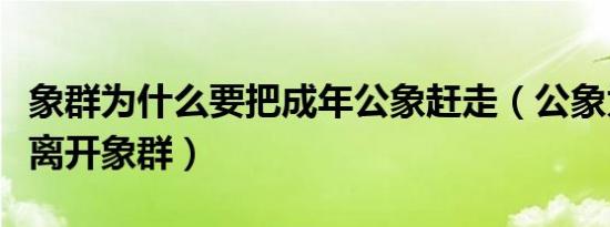 象群为什么要把成年公象赶走（公象为什么要离开象群）