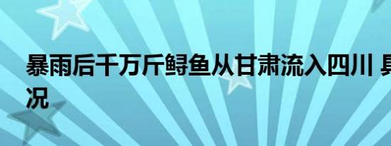 暴雨后千万斤鲟鱼从甘肃流入四川 具体啥情况