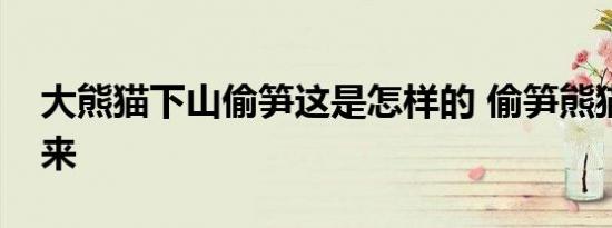 大熊猫下山偷笋这是怎样的 偷笋熊猫从哪里来