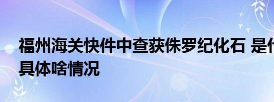 福州海关快件中查获侏罗纪化石 是什么化石具体啥情况