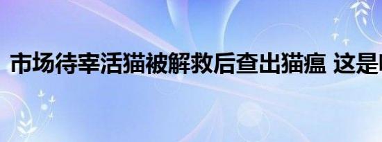 市场待宰活猫被解救后查出猫瘟 这是啥情况