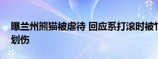 曝兰州熊猫被虐待 回应系打滚时被竹尖意外划伤