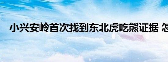 小兴安岭首次找到东北虎吃熊证据 怎样的