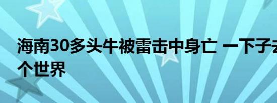 海南30多头牛被雷击中身亡 一下子去了另一个世界
