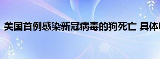 美国首例感染新冠病毒的狗死亡 具体啥情况