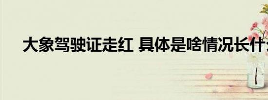 大象驾驶证走红 具体是啥情况长什么样