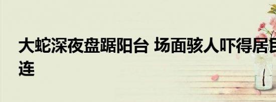 大蛇深夜盘踞阳台 场面骇人吓得居民尖叫连连