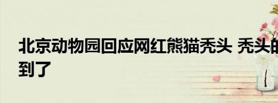 北京动物园回应网红熊猫秃头 秃头的原因找到了