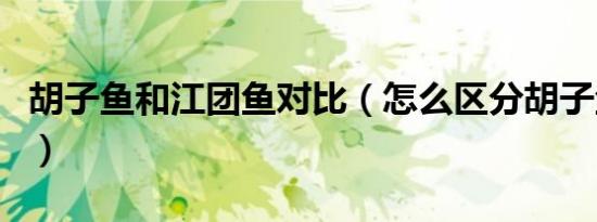 胡子鱼和江团鱼对比（怎么区分胡子鱼和江团）