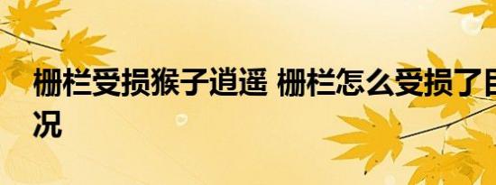 栅栏受损猴子逍遥 栅栏怎么受损了目前啥情况