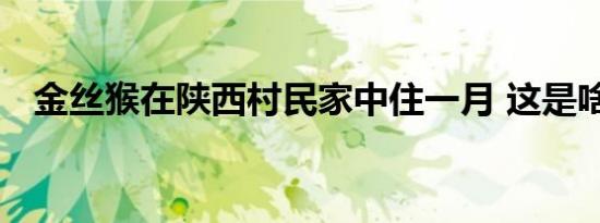 金丝猴在陕西村民家中住一月 这是啥情况
