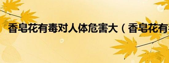 香皂花有毒对人体危害大（香皂花有毒吗）
