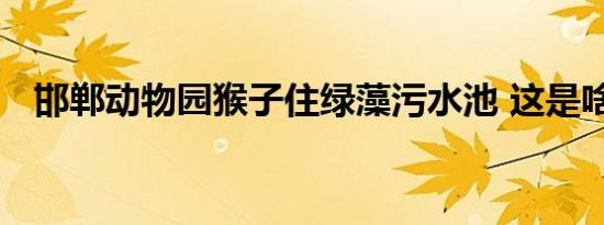 邯郸动物园猴子住绿藻污水池 这是啥情况