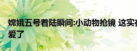嫦娥五号着陆瞬间:小动物抢镜 这实在是太可爱了