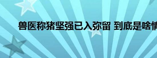 兽医称猪坚强已入弥留 到底是啥情况