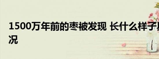 1500万年前的枣被发现 长什么样子具体啥情况