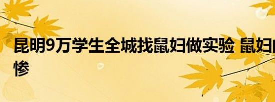 昆明9万学生全城找鼠妇做实验 鼠妇的命运实惨