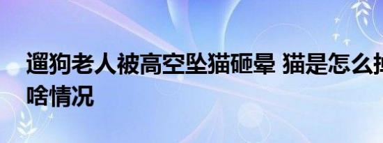 遛狗老人被高空坠猫砸晕 猫是怎么掉下来的啥情况
