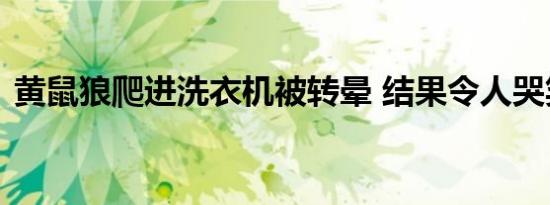 黄鼠狼爬进洗衣机被转晕 结果令人哭笑不得