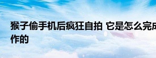 猴子偷手机后疯狂自拍 它是怎么完成这些操作的