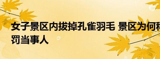 女子景区内拔掉孔雀羽毛 景区为何称不会处罚当事人