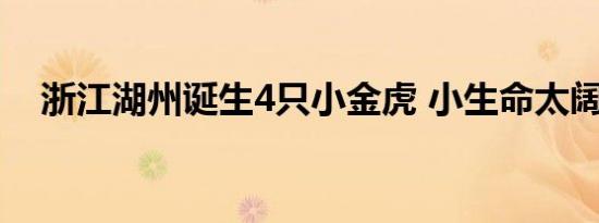浙江湖州诞生4只小金虎 小生命太阔爱了