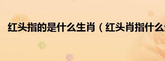 红头指的是什么生肖（红头肖指什么生肖）