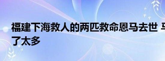 福建下海救人的两匹救命恩马去世 马儿付出了太多