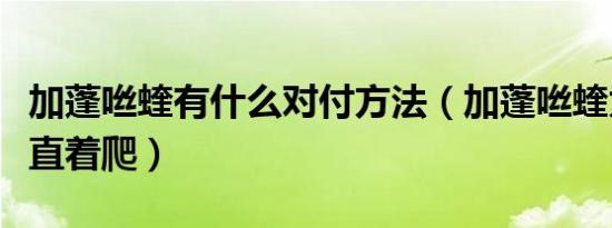 加蓬咝蝰有什么对付方法（加蓬咝蝰为什么能直着爬）