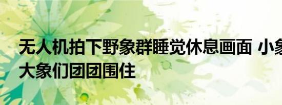 无人机拍下野象群睡觉休息画面 小象睡觉被大象们团团围住