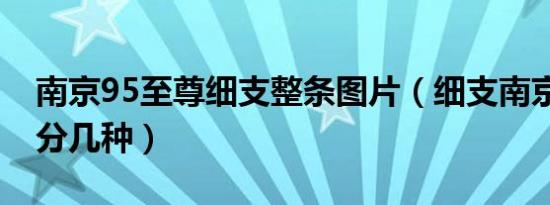 南京95至尊细支整条图片（细支南京95至尊分几种）