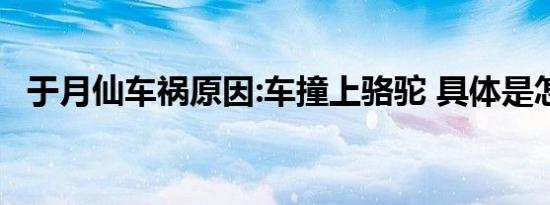 于月仙车祸原因:车撞上骆驼 具体是怎样的