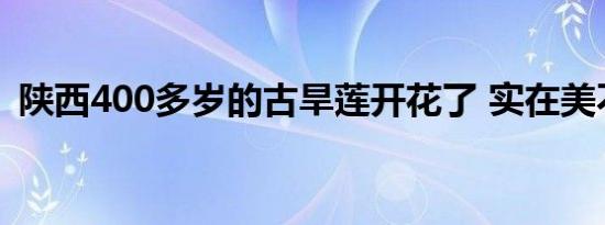 陕西400多岁的古旱莲开花了 实在美不胜收