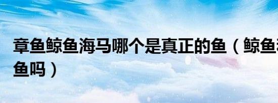 章鱼鲸鱼海马哪个是真正的鱼（鲸鱼和海马是鱼吗）