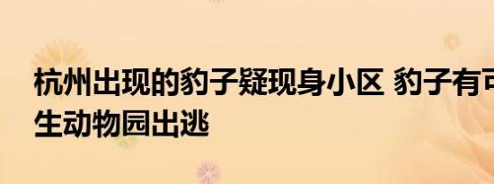 杭州出现的豹子疑现身小区 豹子有可能从野生动物园出逃