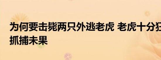 为何要击毙两只外逃老虎 老虎十分狂躁 多次抓捕未果