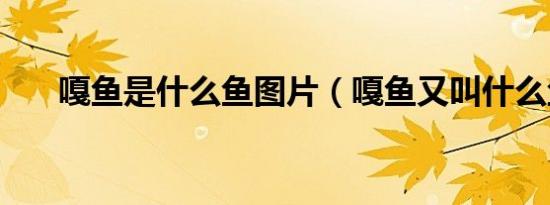 嘎鱼是什么鱼图片（嘎鱼又叫什么鱼）