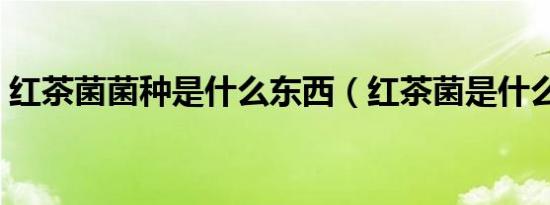 红茶菌菌种是什么东西（红茶菌是什么东西）