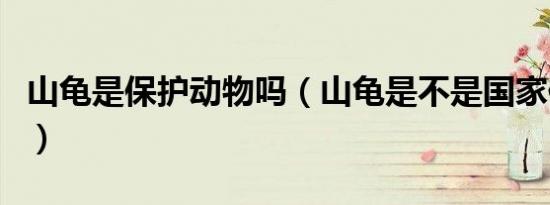 山龟是保护动物吗（山龟是不是国家保护动物）