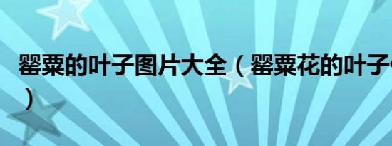 罂粟的叶子图片大全（罂粟花的叶子什么样子）